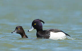 Tufted Duck