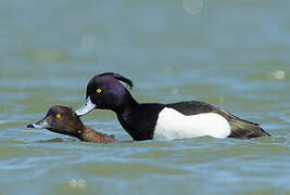 Tufted Duck