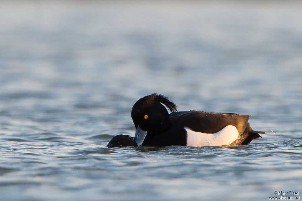 Tufted Duckadult breeding, mating.