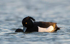 Tufted Duck