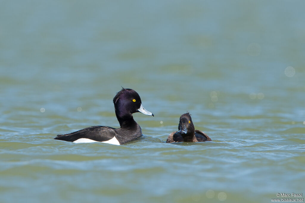 Tufted Duckadult breeding, mating.