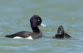 Tufted Duck