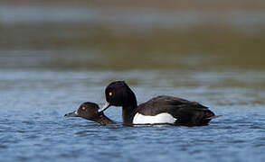 Tufted Duck