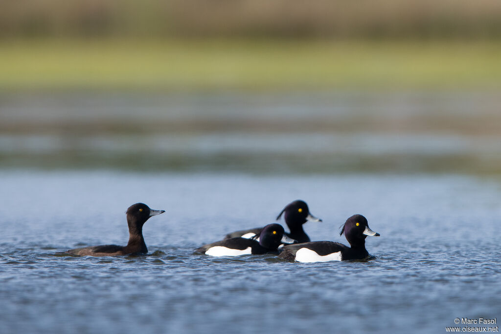 Tufted Duckadult breeding