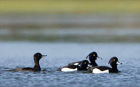 Tufted Duck