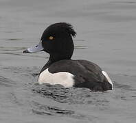 Tufted Duck