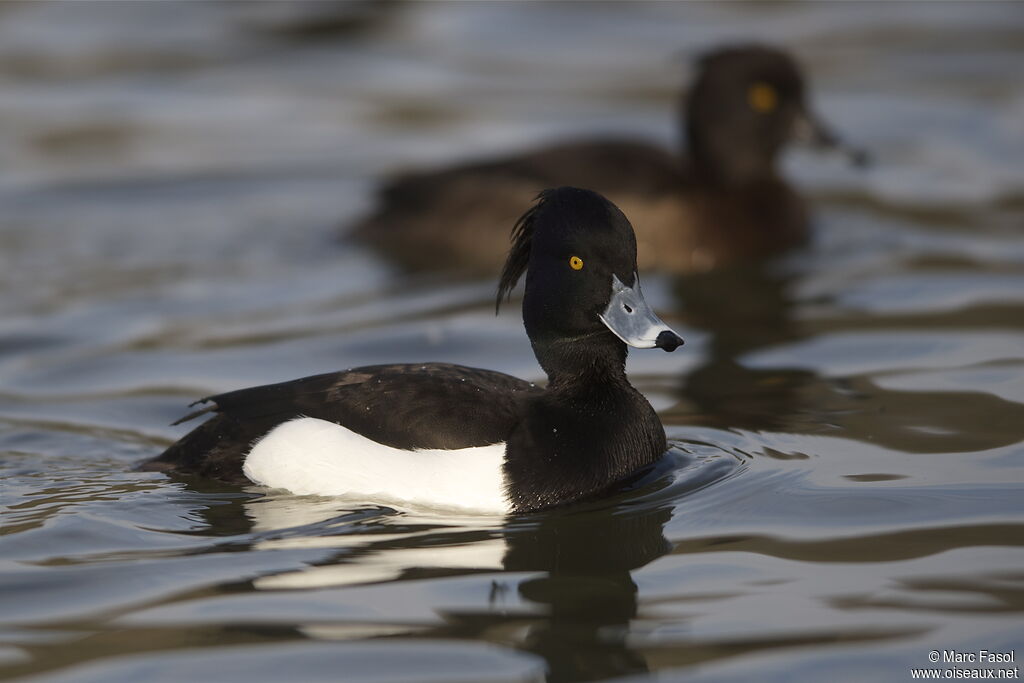 Tufted Duck , identification