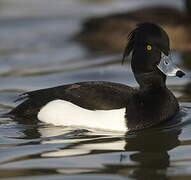 Tufted Duck