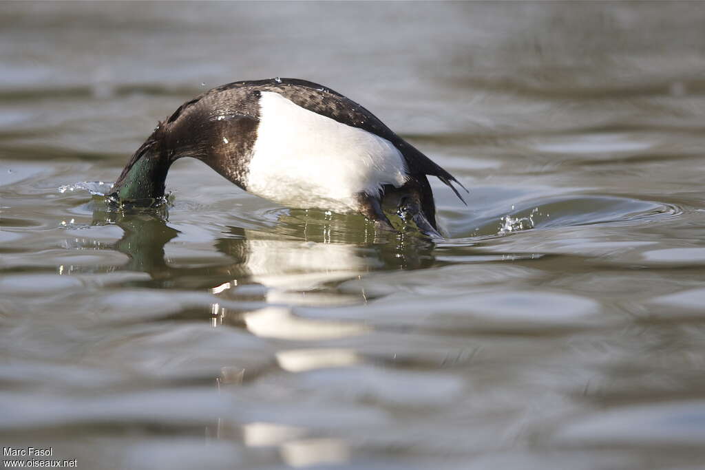 Tufted Duck male adult breeding, swimming, Behaviour