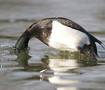 Tufted Duck