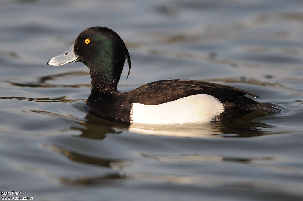 Tufted Duck male adult breeding, identification