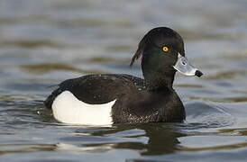 Tufted Duck