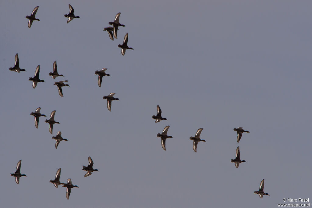 Tufted Duck, Flight