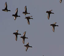 Tufted Duck