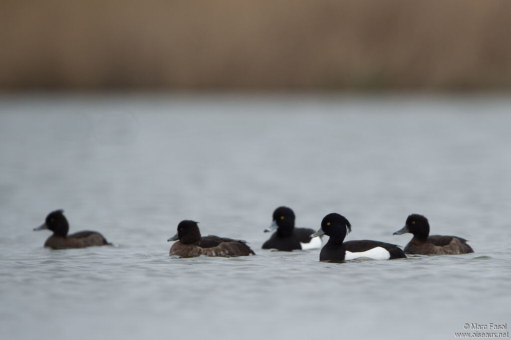 Tufted Duck