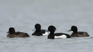 Tufted Duck