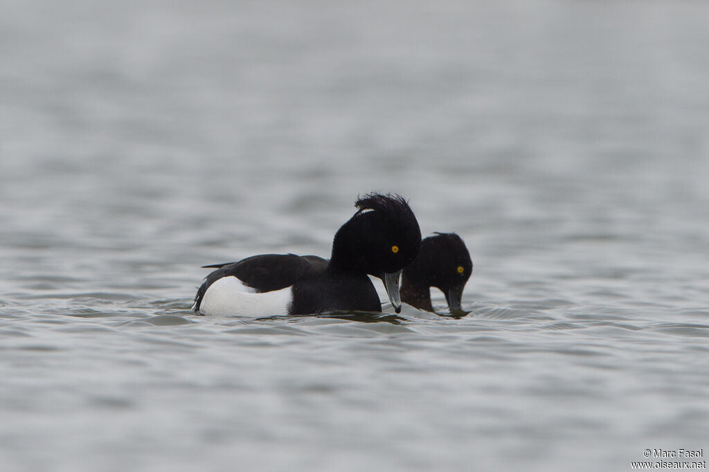 Tufted Duckadult breeding, courting display