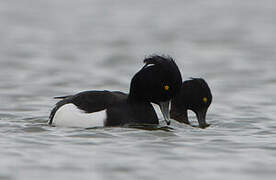 Tufted Duck