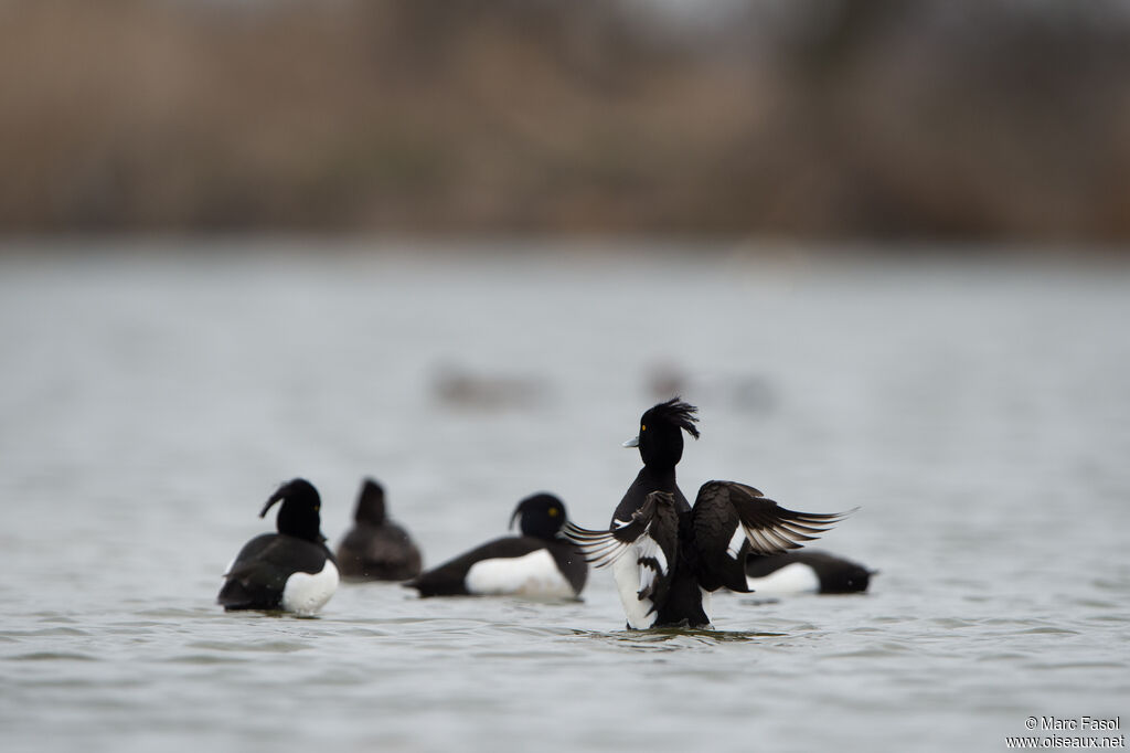 Tufted Duck