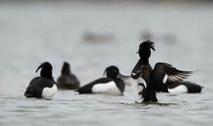 Tufted Duck