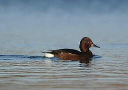 Ferruginous Duck