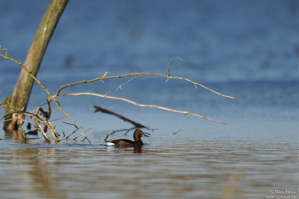 Ferruginous Duckadult post breeding, identification