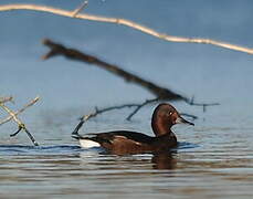 Ferruginous Duck