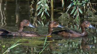 Ferruginous Duck