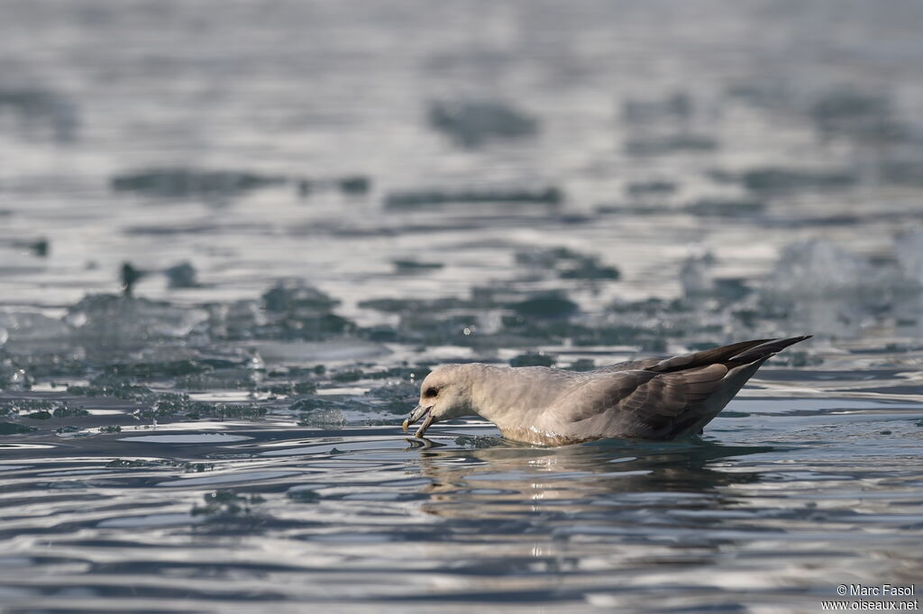 Fulmar boréaladulte, identification, Comportement