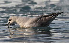 Fulmar boréal