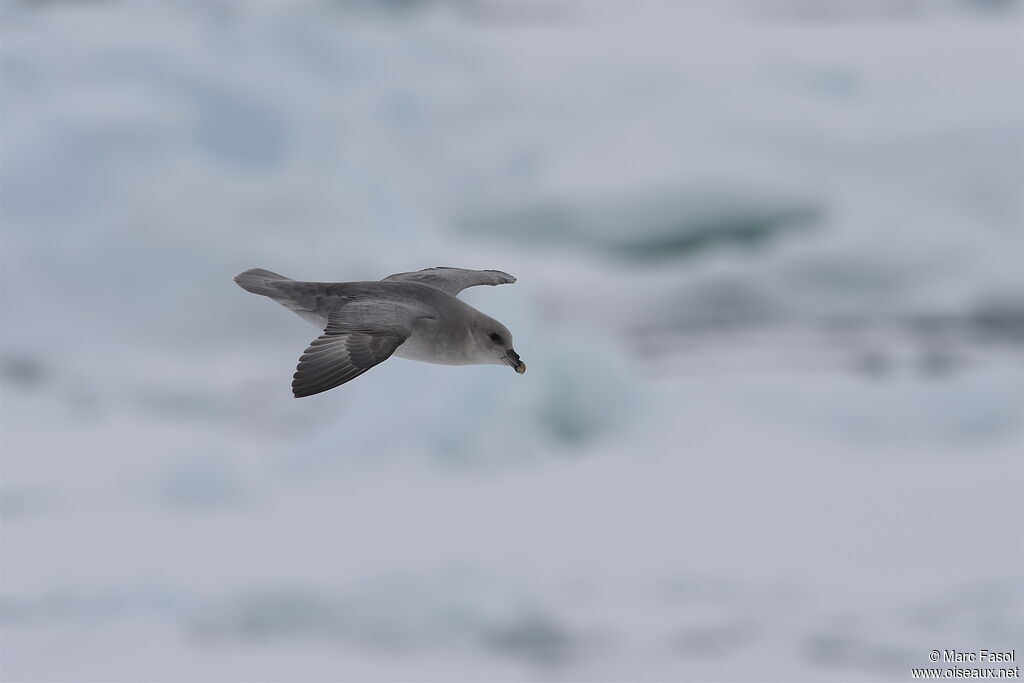 Fulmar boréal, Vol