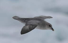 Fulmar boréal