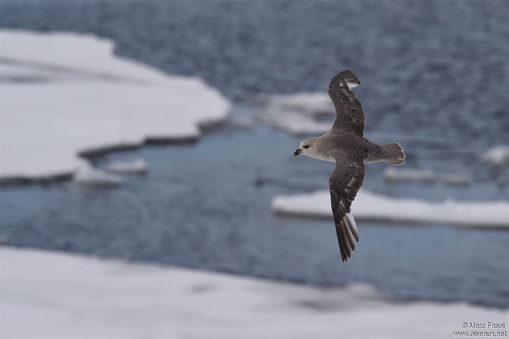 Fulmar boréaladulte, Vol