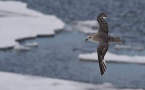 Fulmar boréal