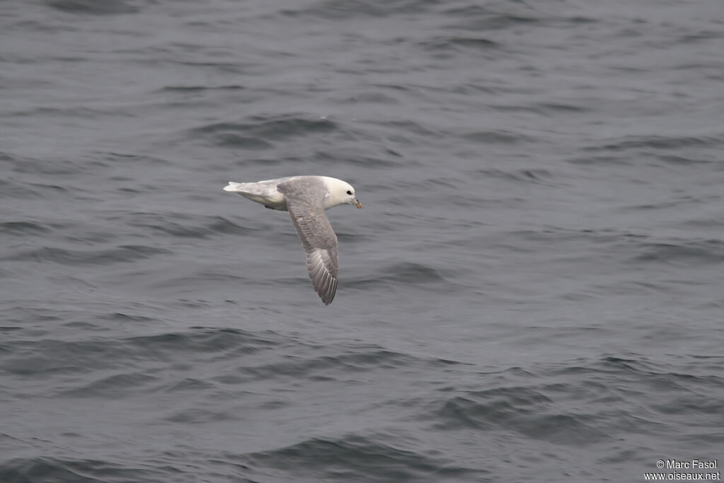 Fulmar boréaladulte nuptial, Vol