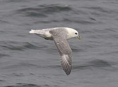 Northern Fulmar