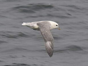 Fulmar boréal