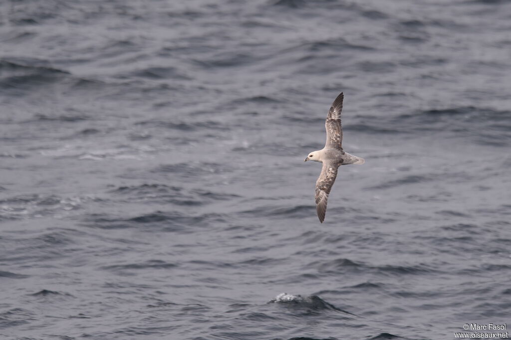 Fulmar boréaladulte, Vol