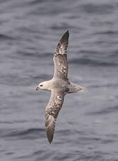 Fulmar boréal