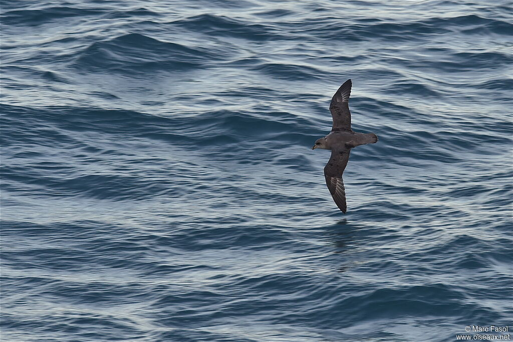 Fulmar boréaladulte, Vol