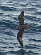 Fulmar boréal