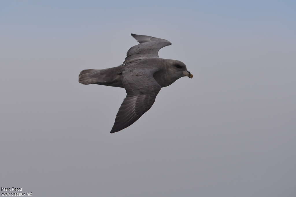 Fulmar boréaladulte, pigmentation, Vol