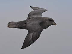 Fulmar boréal