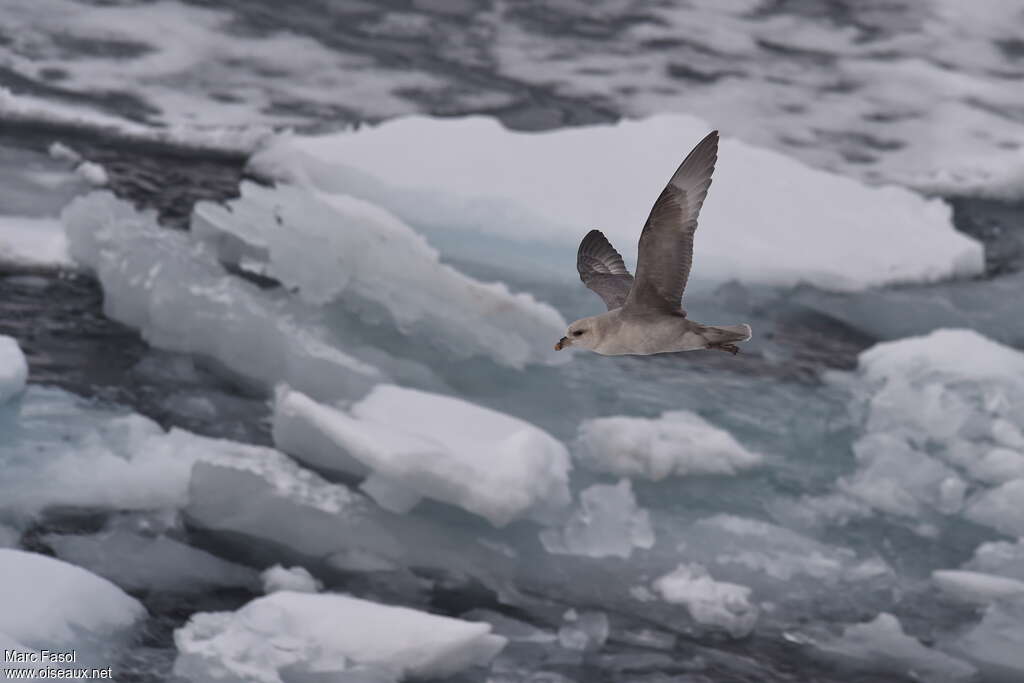 Fulmar boréaladulte, pigmentation, Vol