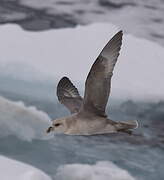 Fulmar boréal