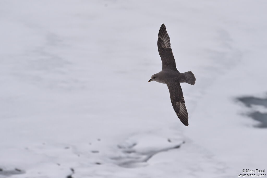 Fulmar boréaladulte, Vol