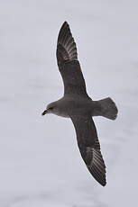 Fulmar boréal