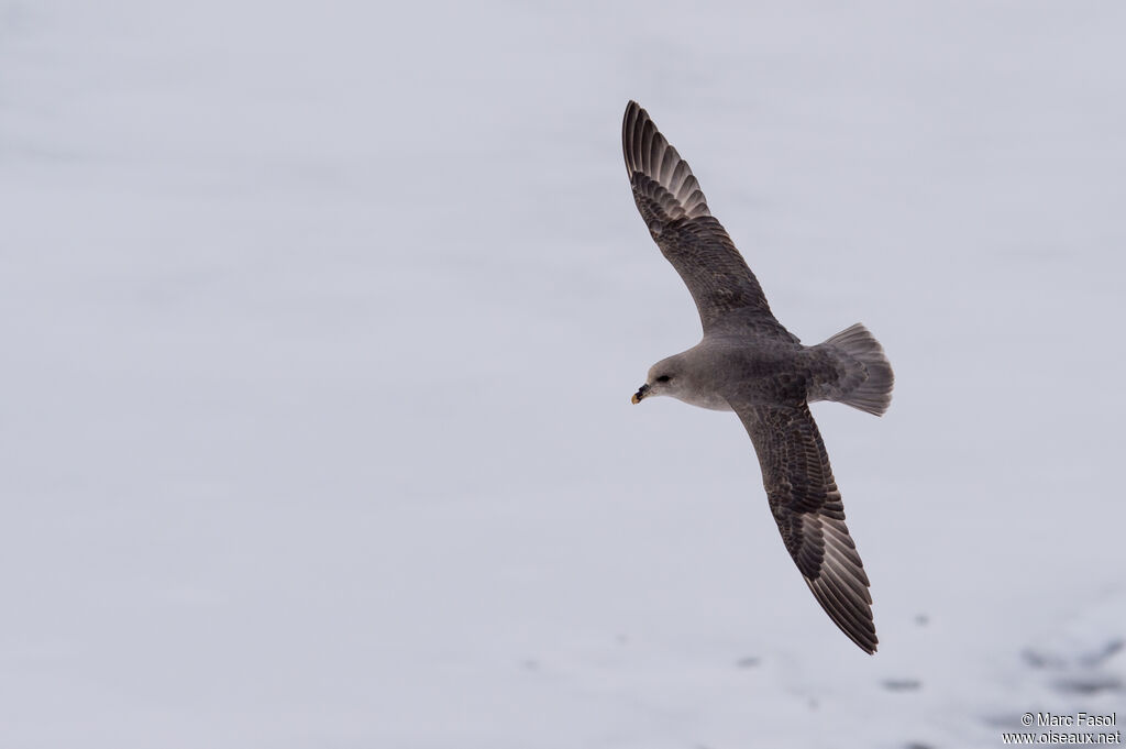 Fulmar boréaladulte, Vol