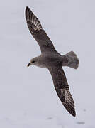 Northern Fulmar