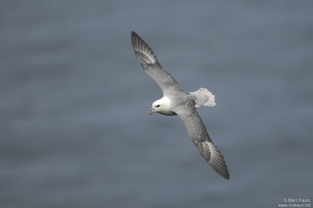 Fulmar boréaladulte nuptial, Vol